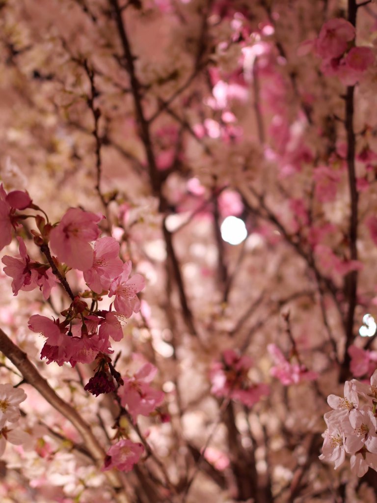 世界ブランドの名を誇るラグジュアリーホテル、グランドハイアット東京で行われた桜をテーマにした春の結婚式