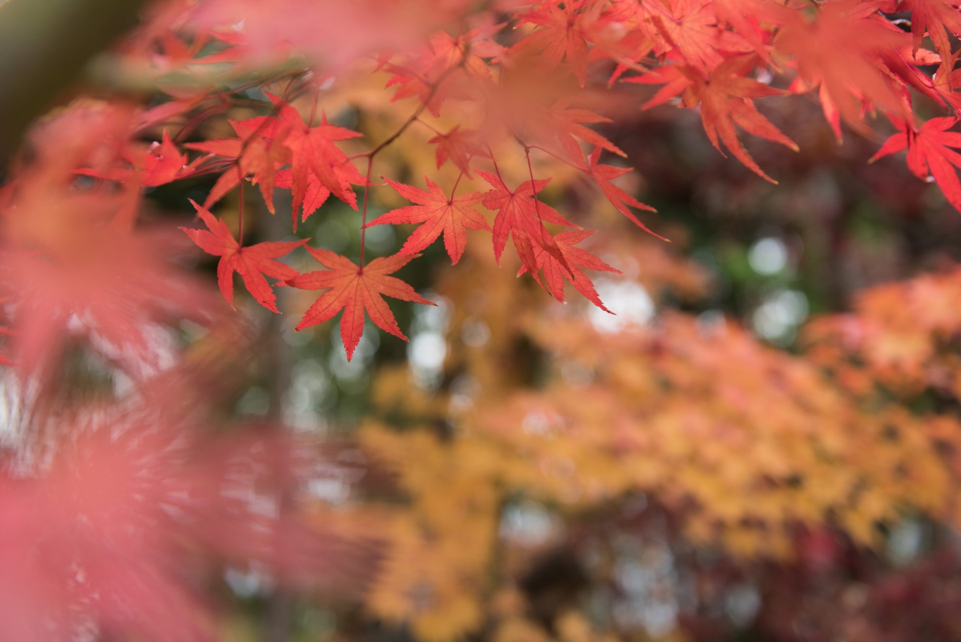 THEFUJIYAGOHONJINで美しい日本の景色である紅葉の中過ごす結婚式｡