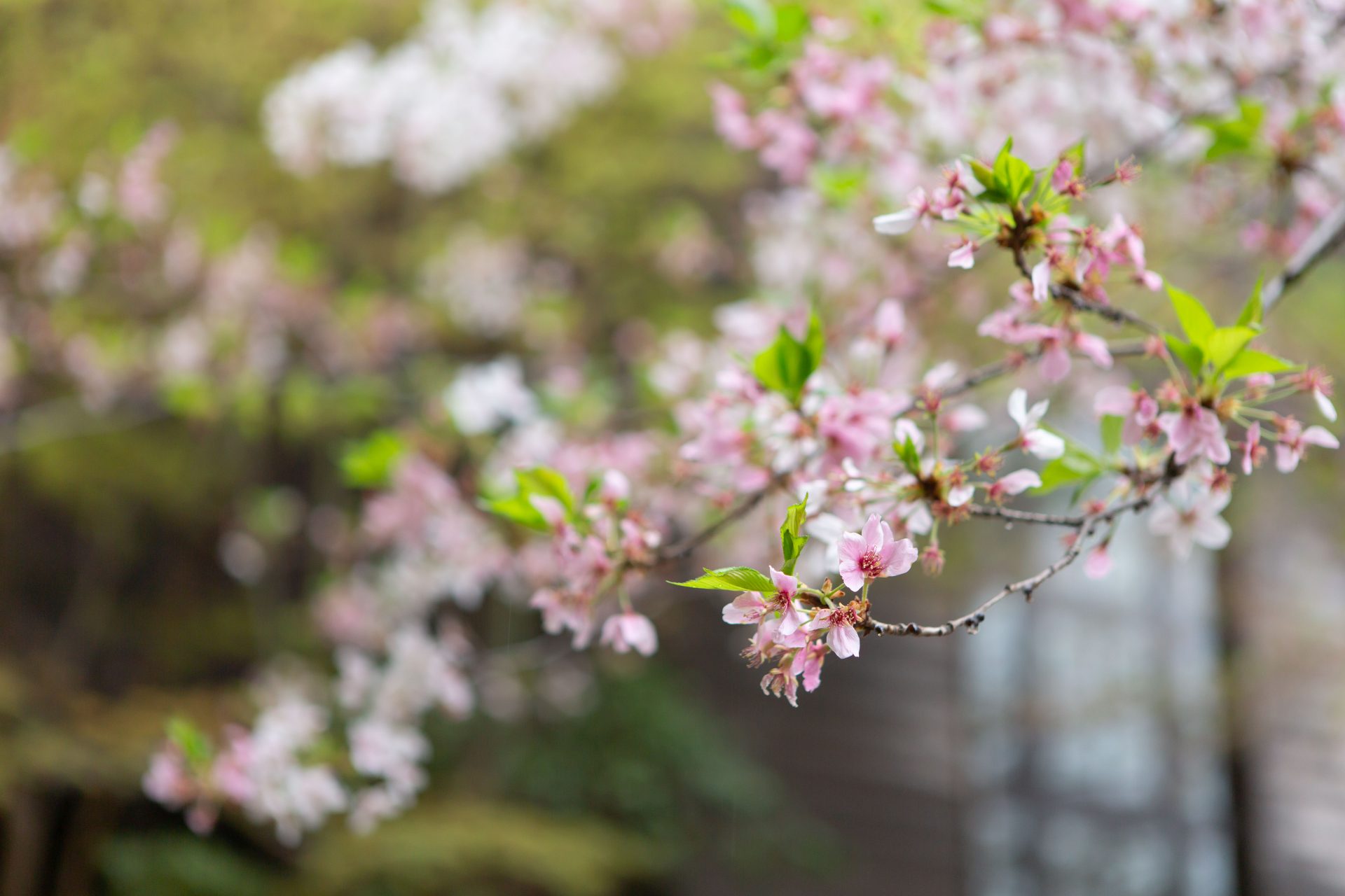 フォーチュンガーデン京都の桜が満開になる春の季節に行うナチュラルウェディング