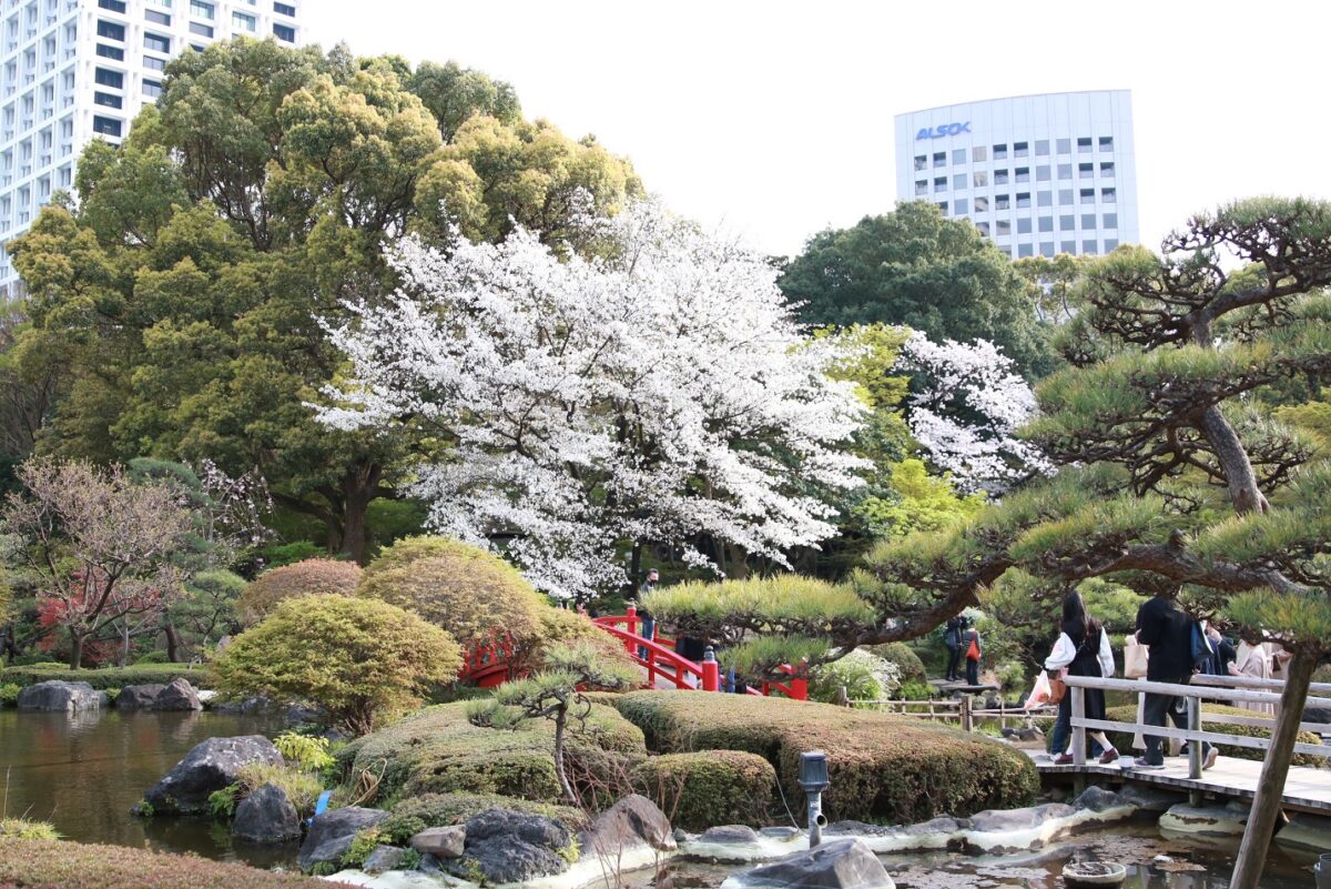 桜満開のホテルニューオータニの庭園