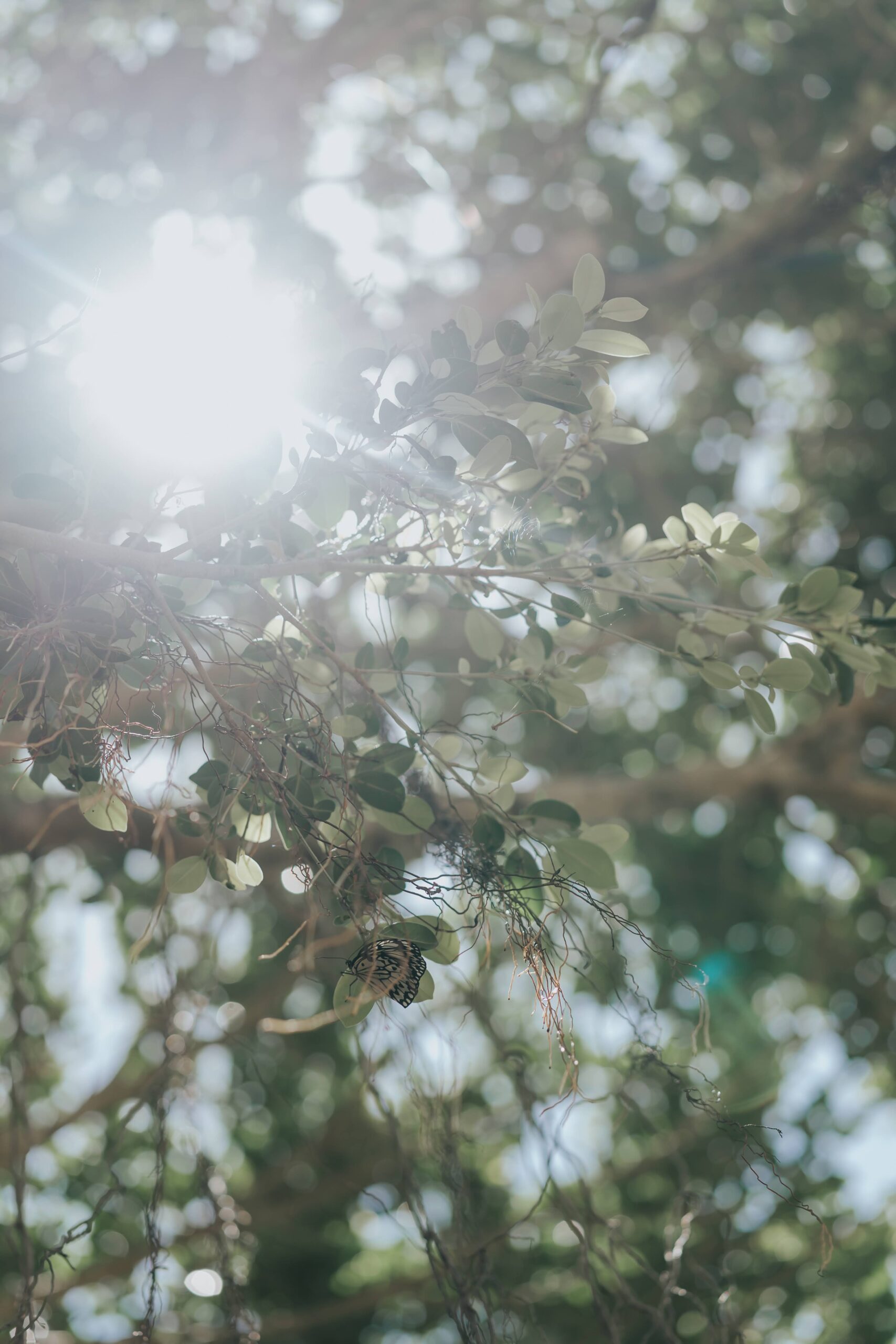 木漏れ日が美しい沖縄の自然
