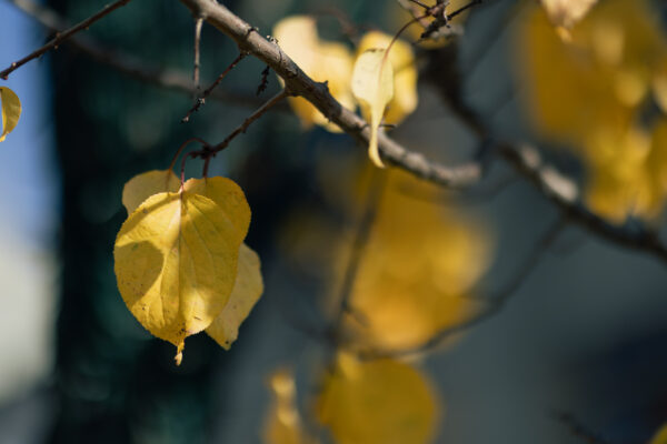 11月紅葉の藤屋御本陣